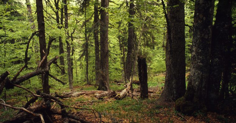 Illustration de l'article Herige soutient les projets du WWF pour une gestion durable des forêts