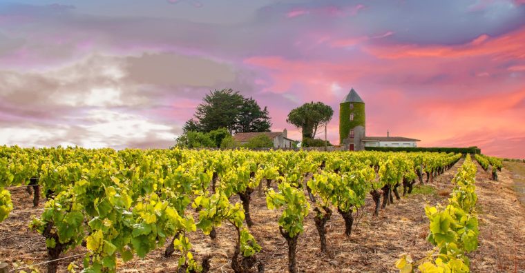 Illustration de l'article Les vins de Loire se distinguent à l’export