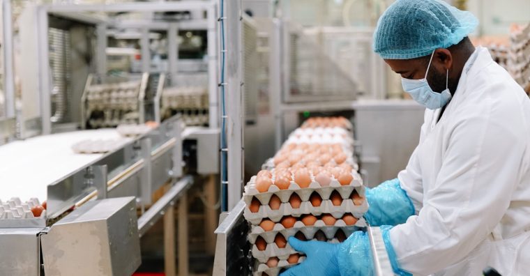 Illustration de l'article De nouveaux recrutements en cours aux Œufs Geslin