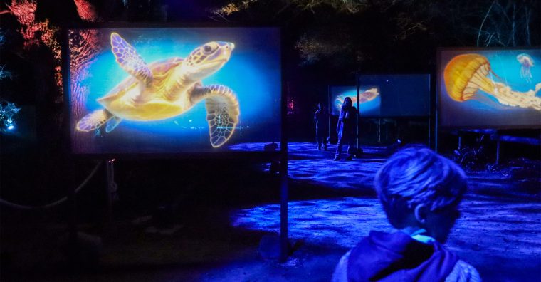 Illustration de l'article Immersion nocturne : Planète Sauvage réinvente l’hiver en son et lumière