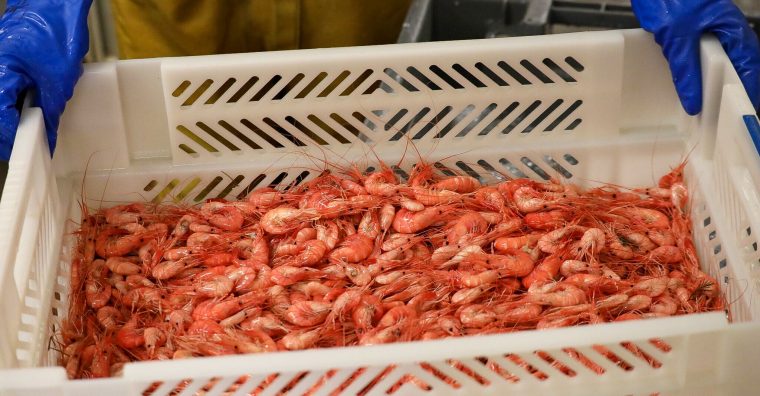 Illustration de l'article La crevette rose de Saint-Gilles labellisée « Site remarquable du goût »