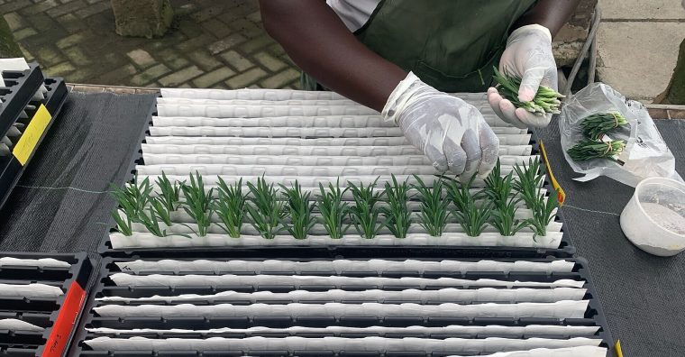 Illustration de l'article Sival : l’innovation au service d’une agriculture plus sobre et performante