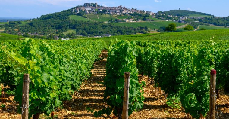 Illustration de l'article Les vins de Loire font un carton à l’export
