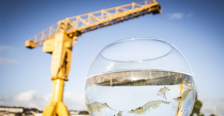 Illustration de l'article Élevage de crevettes : Lisaqua plonge dans le grand bain