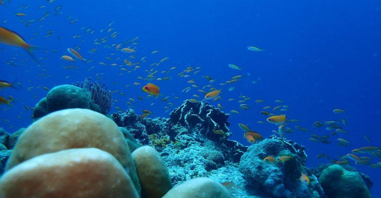 Illustration de l'article Le Vendée Globe Foundation lance son deuxième appel à projets scientifiques